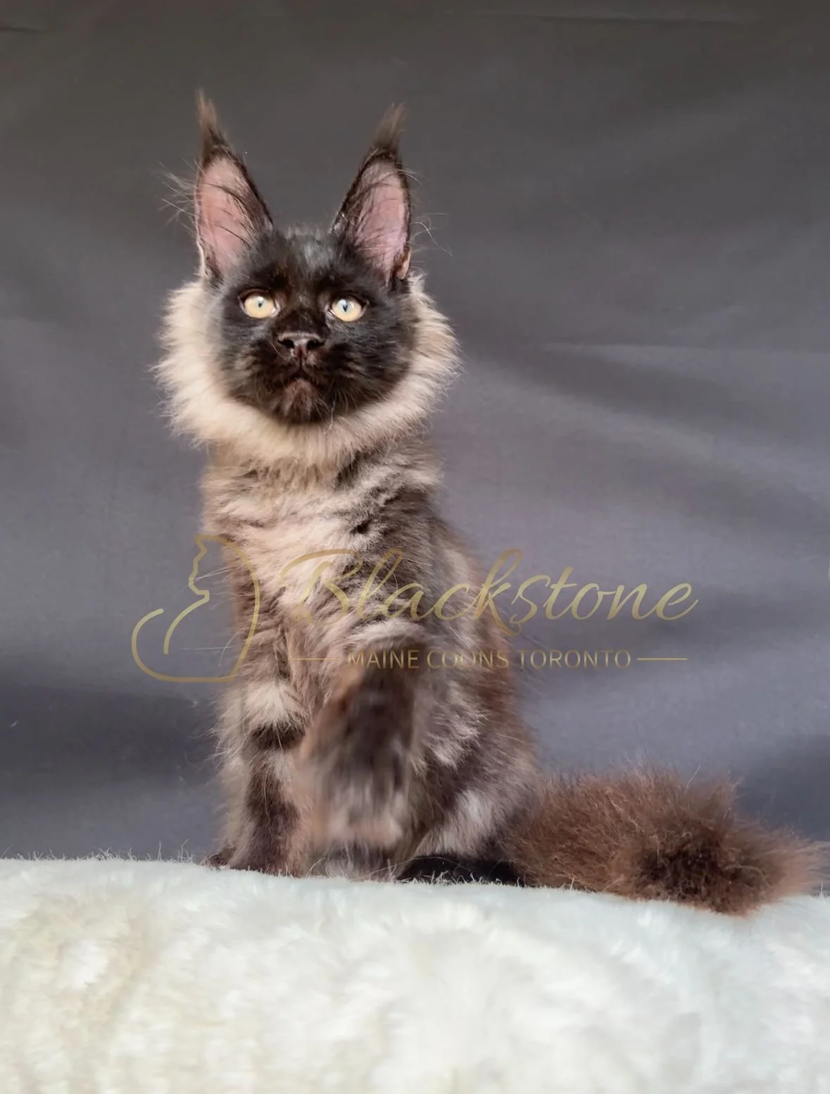 eZy Watermark_22-10-2025_11-35-58-4810AM.JPG