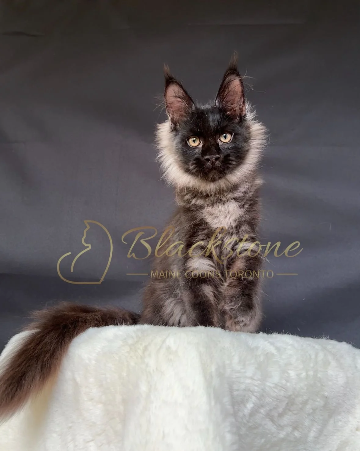 eZy Watermark_22-10-2025_11-35-58-5640AM.JPG