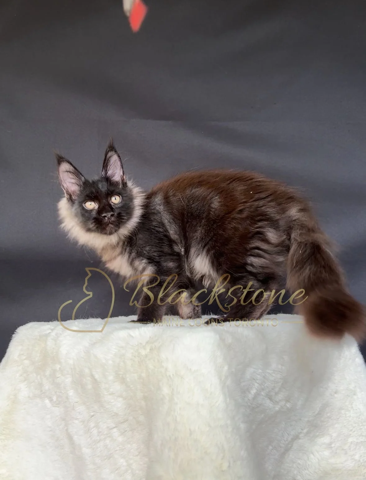 eZy Watermark_22-10-2025_11-35-58-6440AM.JPG