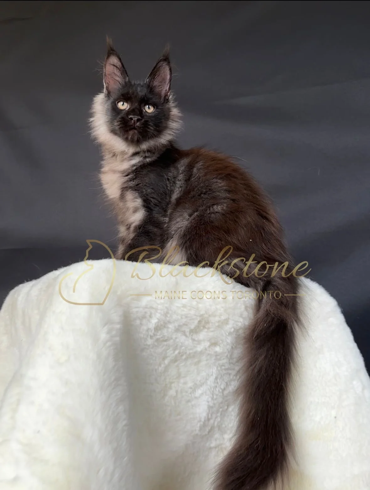 eZy Watermark_22-10-2025_11-35-58-9700AM.JPG