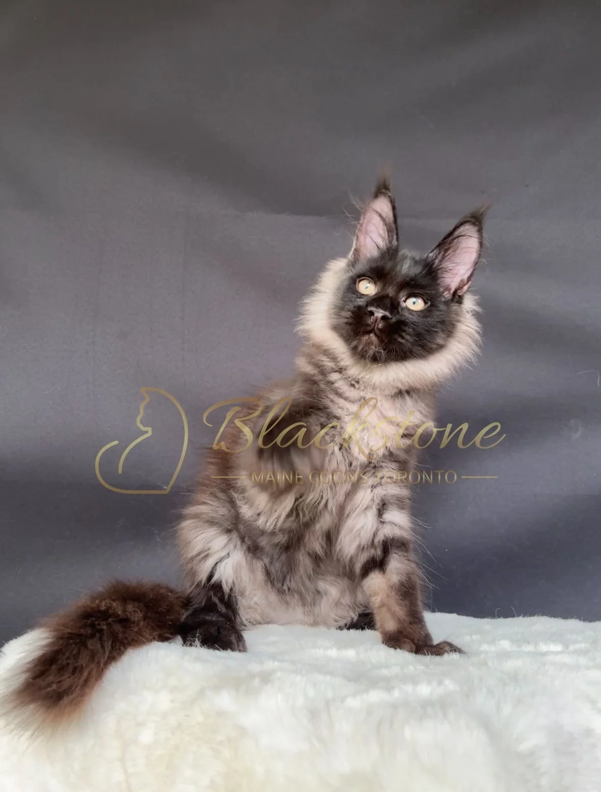 eZy Watermark_22-10-2025_11-35-59-1300AM.JPG