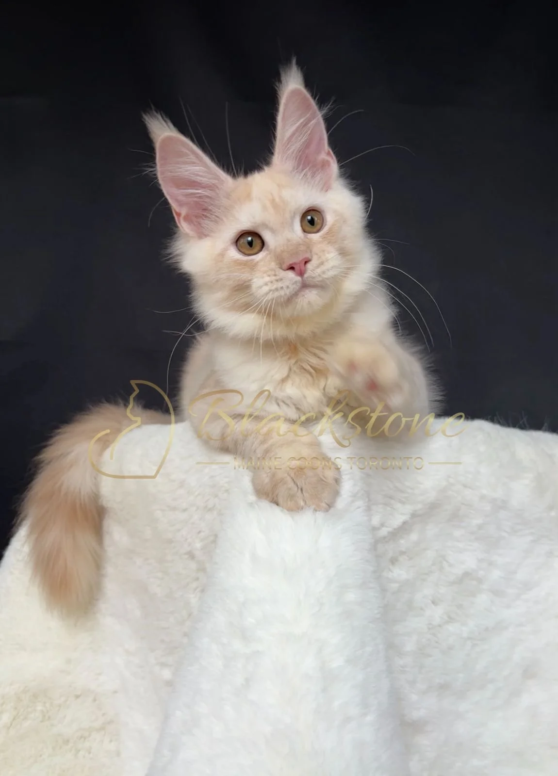 eZy Watermark_22-10-2025_09-02-54-8640PM.JPG