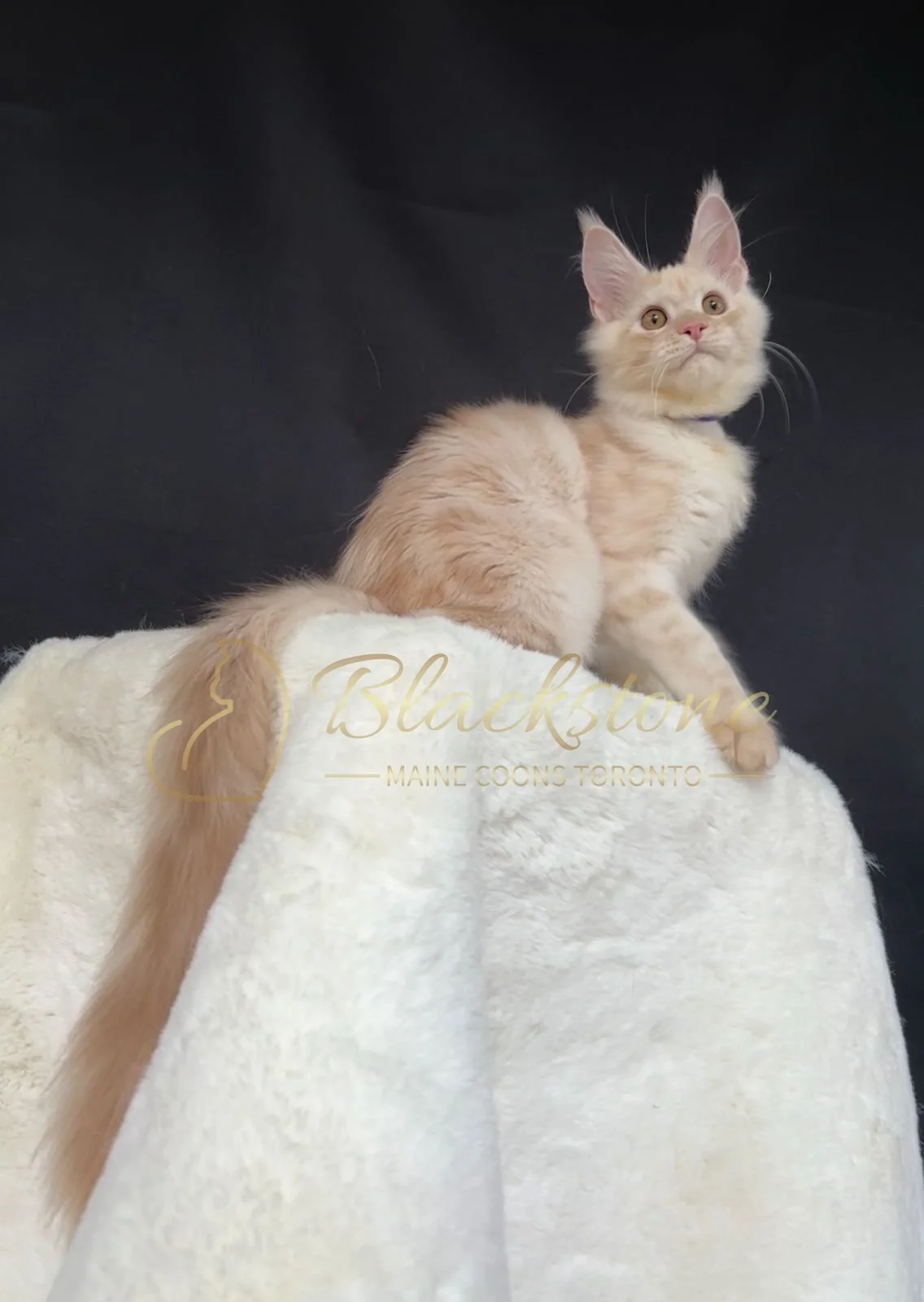 eZy Watermark_22-10-2025_09-02-55-0240PM.JPG