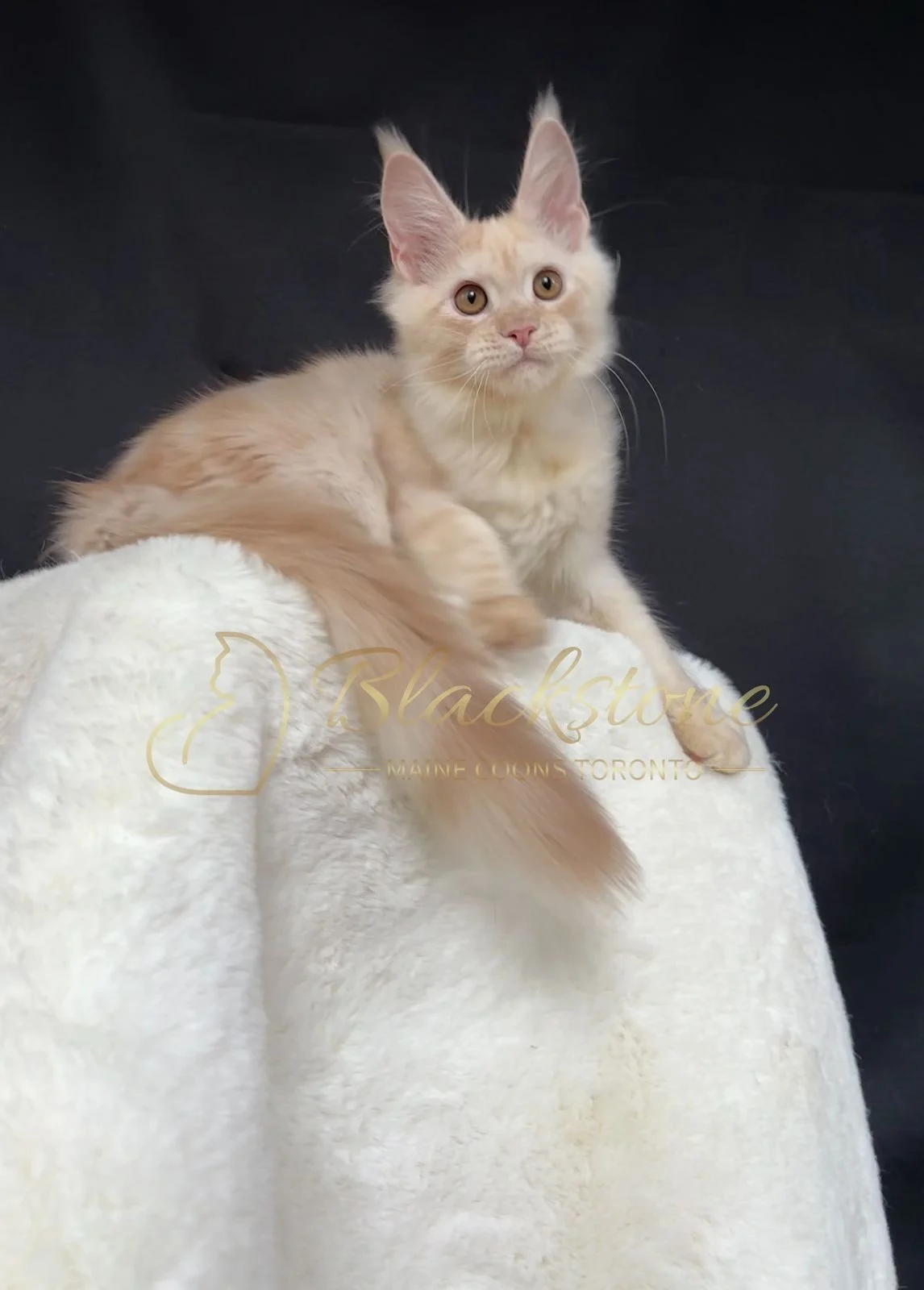 eZy Watermark_22-10-2025_09-02-55-1070PM.JPG