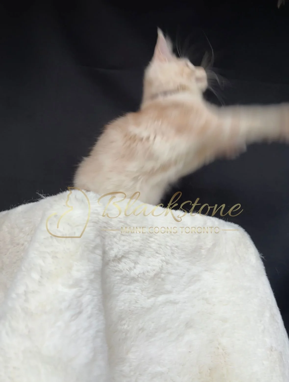 eZy Watermark_22-10-2025_09-02-55-1850PM.JPG