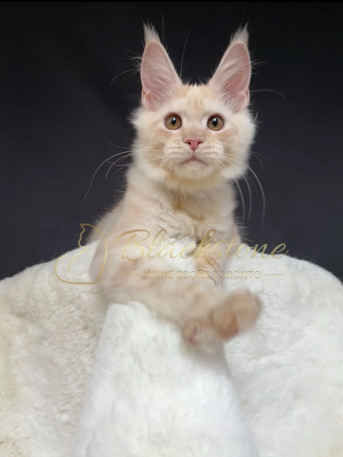 eZy Watermark_22-10-2025_09-02-55-2660PM.JPG