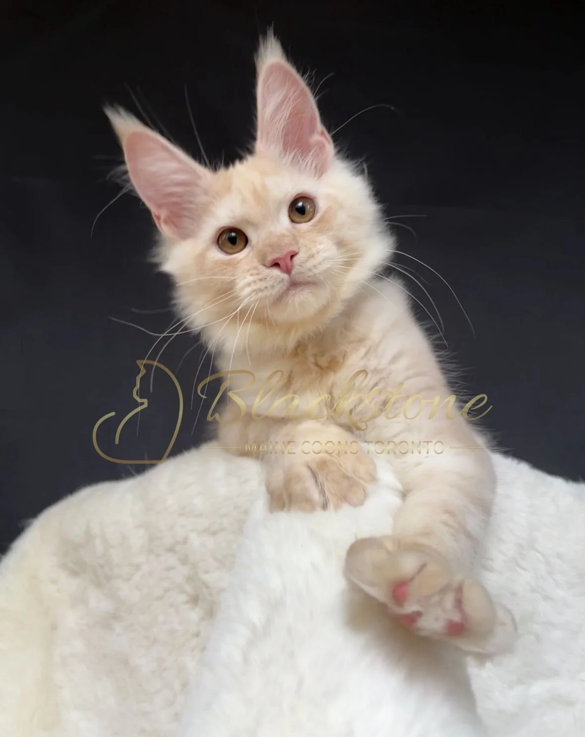 eZy Watermark_22-10-2025_09-02-55-3450PM.JPG