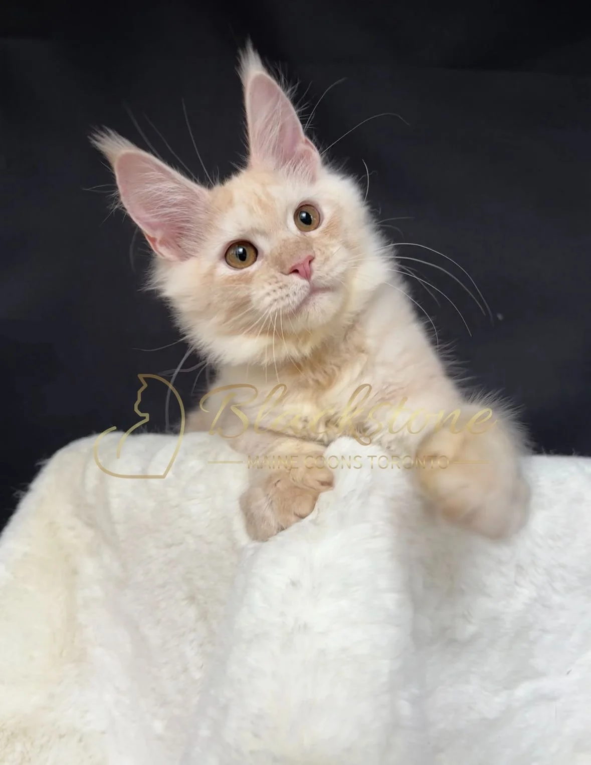 eZy Watermark_22-10-2025_09-02-55-5000PM.JPG