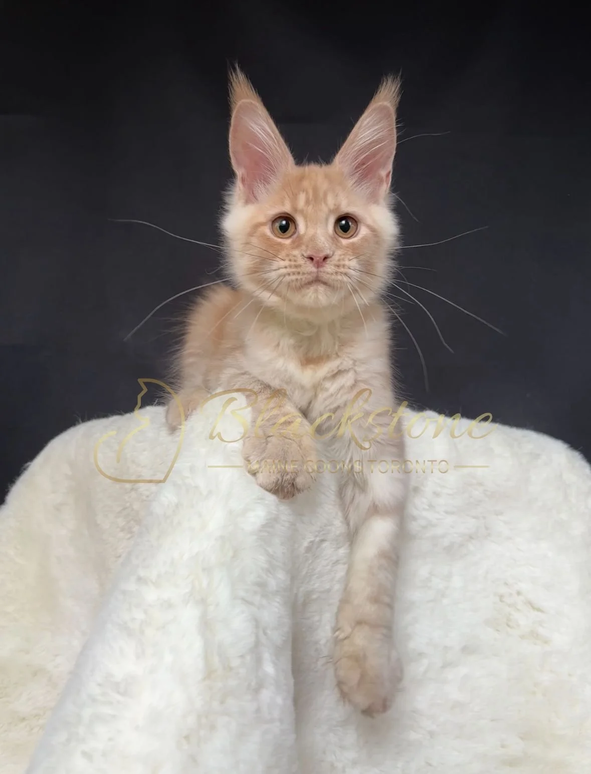 eZy Watermark_22-10-2025_09-02-54-5520PM.JPG