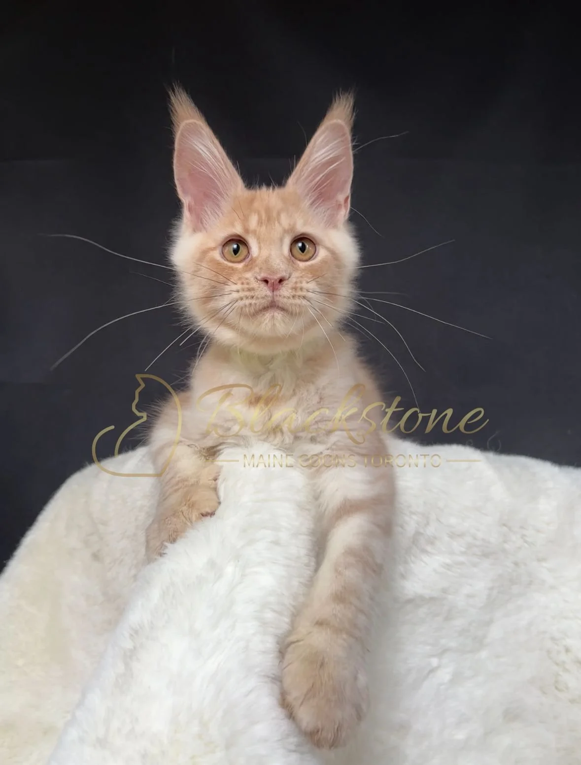 eZy Watermark_22-10-2025_09-02-54-7070PM.JPG