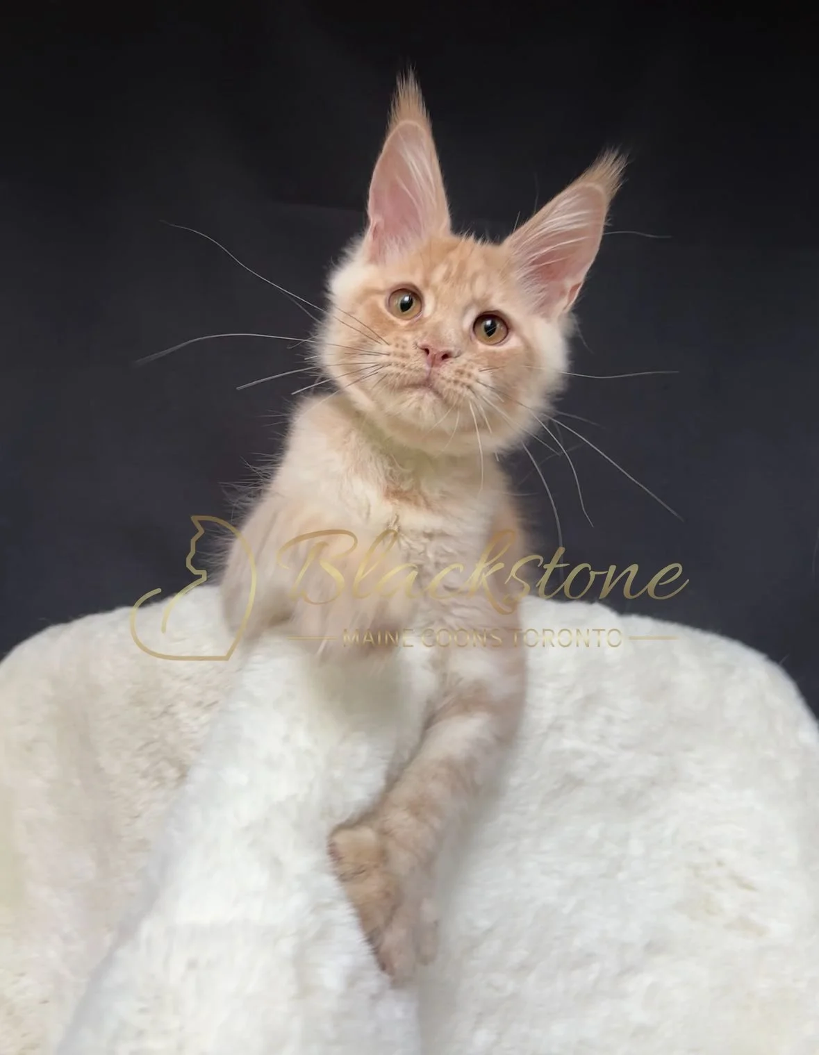 eZy Watermark_22-10-2025_09-02-54-7870PM.JPG