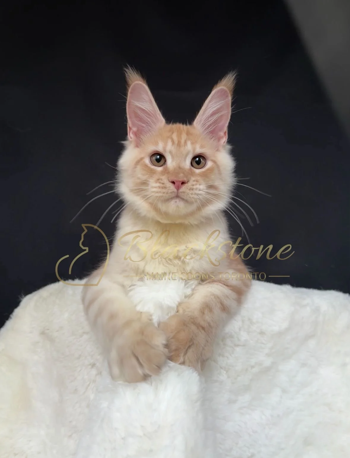 eZy Watermark_22-10-2025_09-02-55-5820PM.JPG