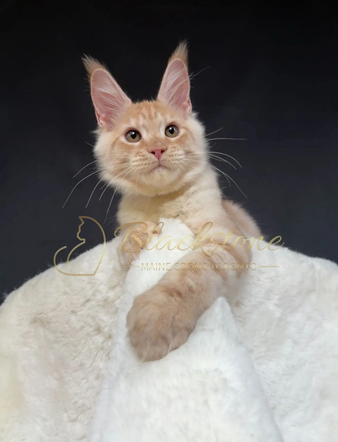 eZy Watermark_22-10-2025_09-02-55-6580PM.JPG