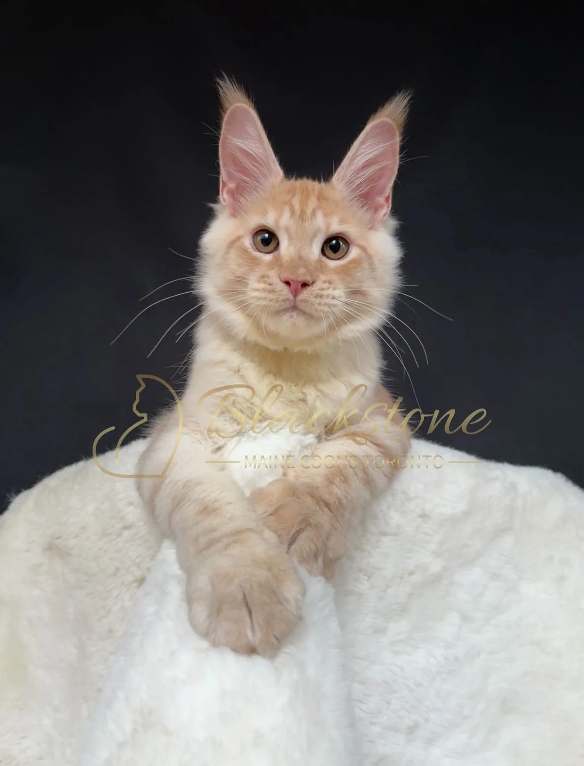 eZy Watermark_22-10-2025_09-02-55-9680PM.JPG