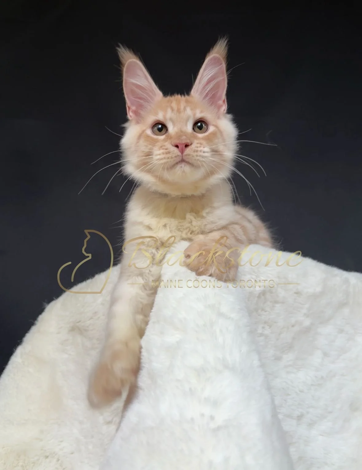 eZy Watermark_22-10-2025_09-02-56-0460PM.JPG