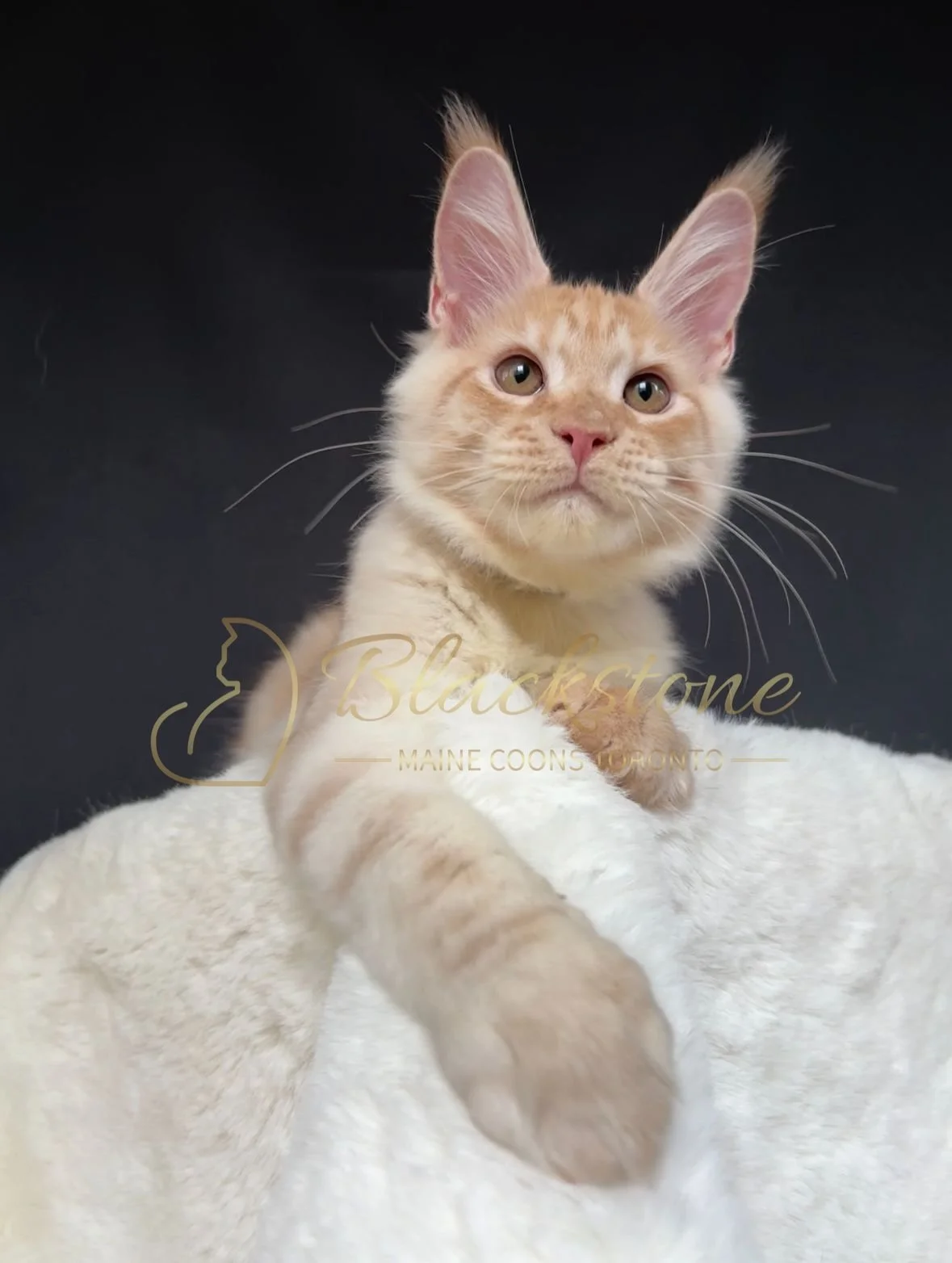 eZy Watermark_22-10-2025_09-02-56-1260PM.JPG