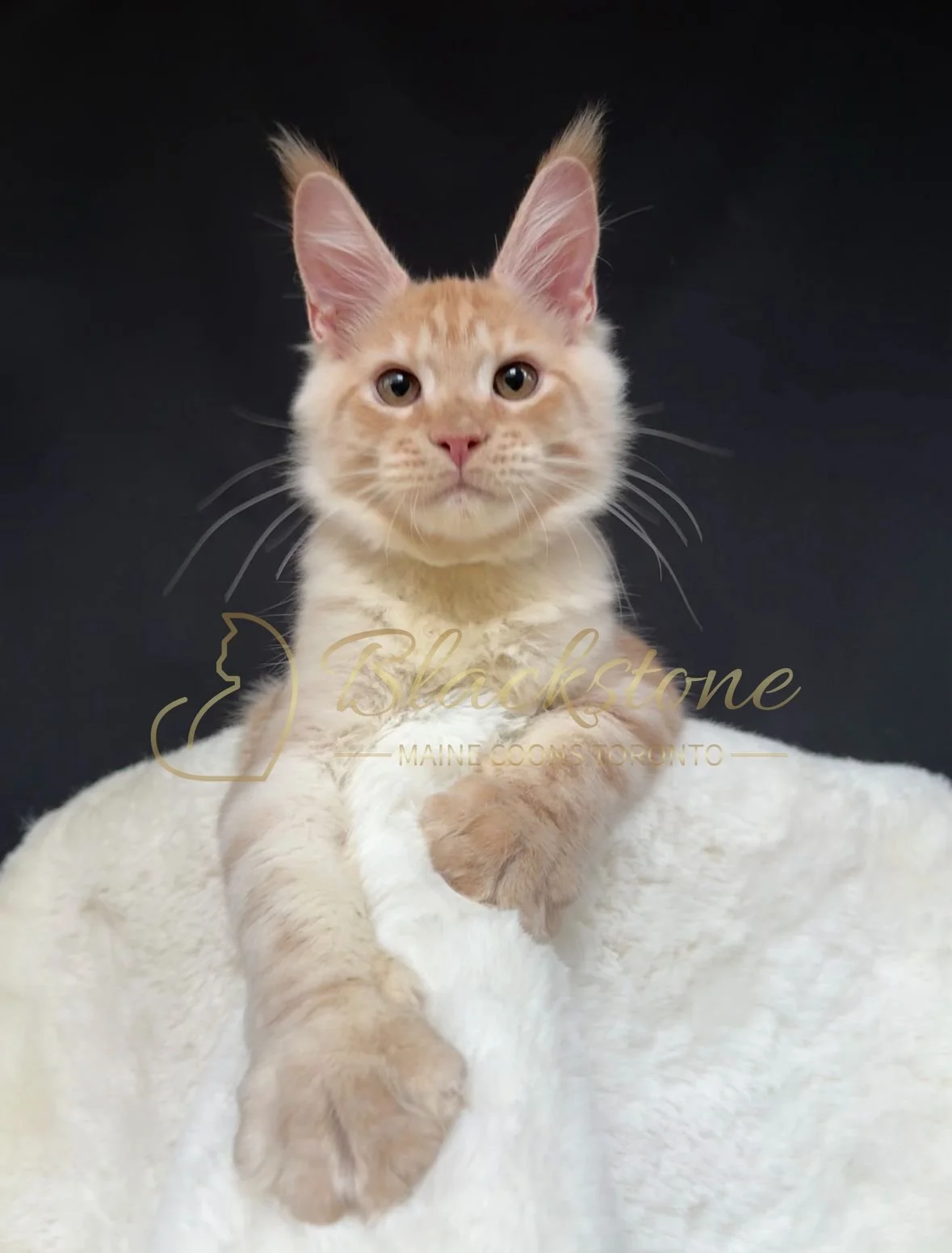 eZy Watermark_22-10-2025_09-02-56-2030PM.JPG