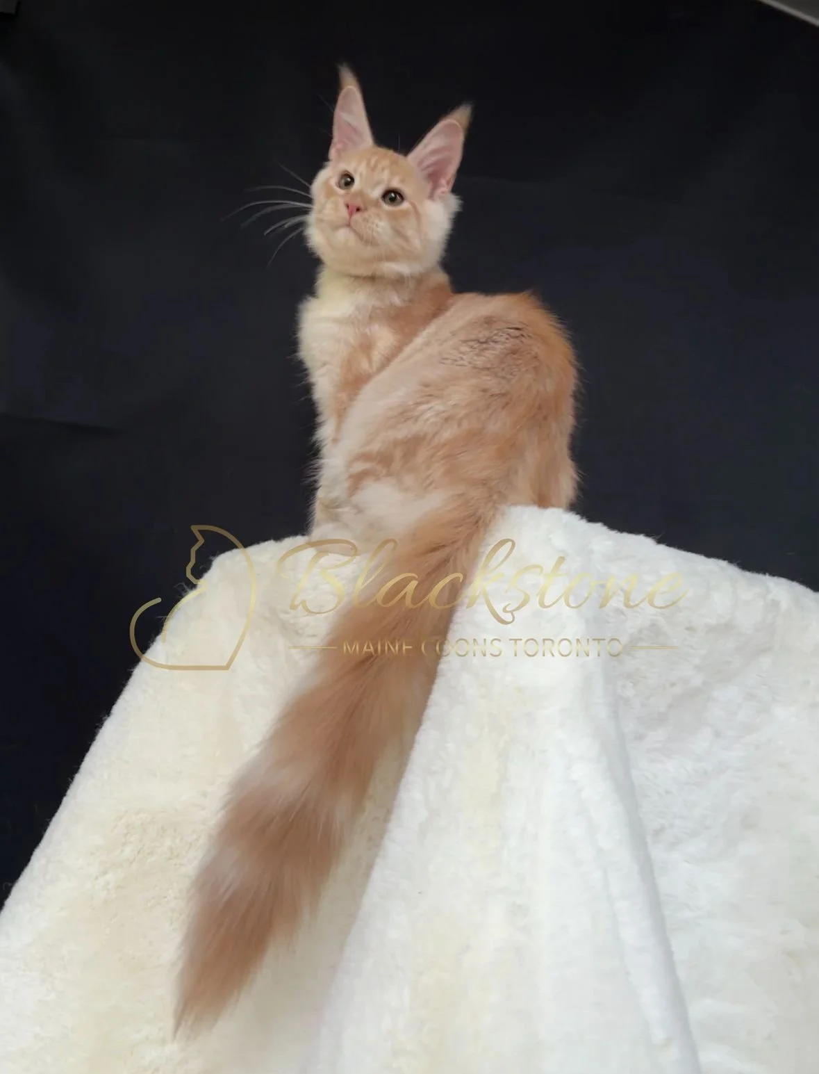 eZy Watermark_22-10-2025_09-02-56-3640PM.JPG