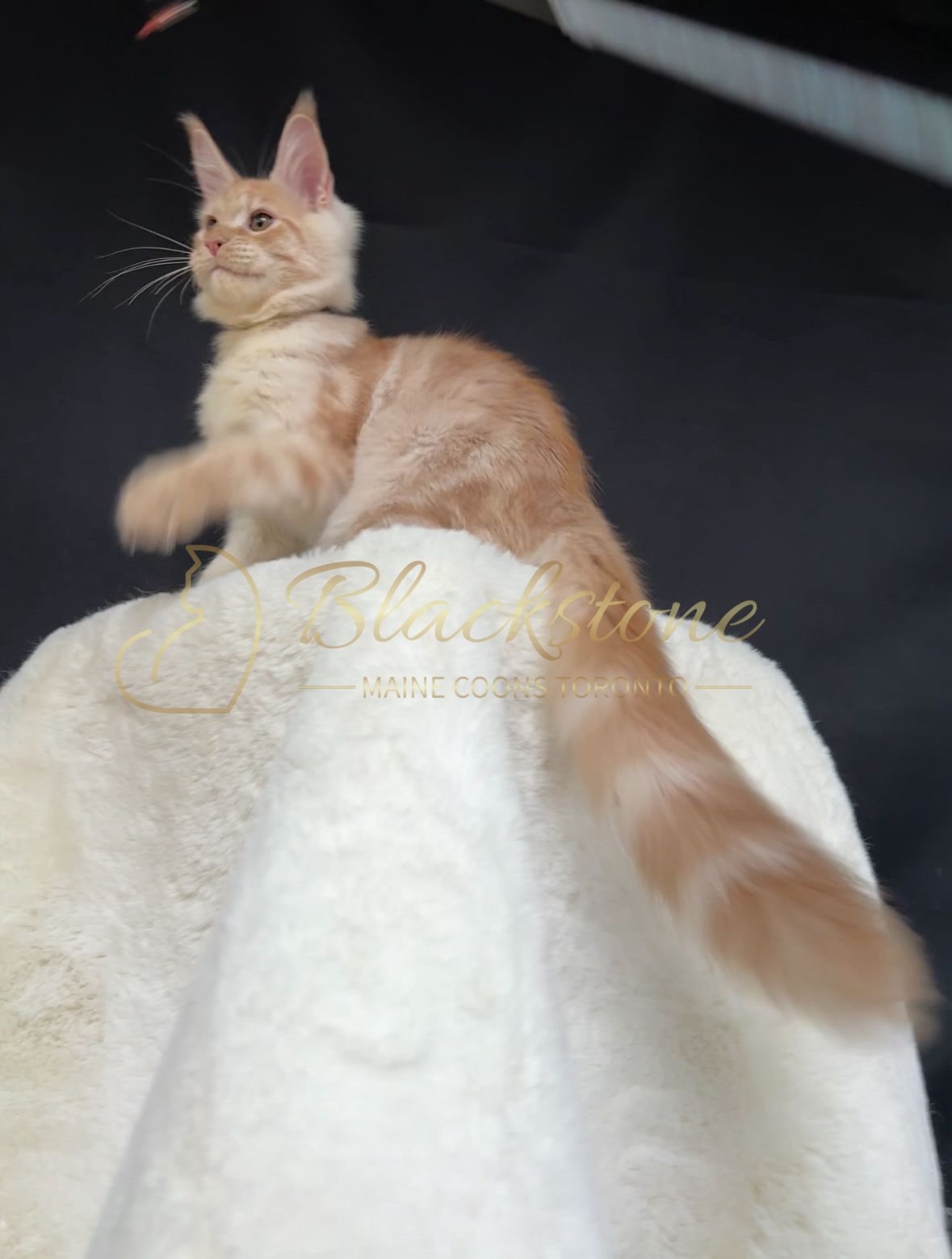 eZy Watermark_22-10-2025_09-02-56-5220PM.JPG