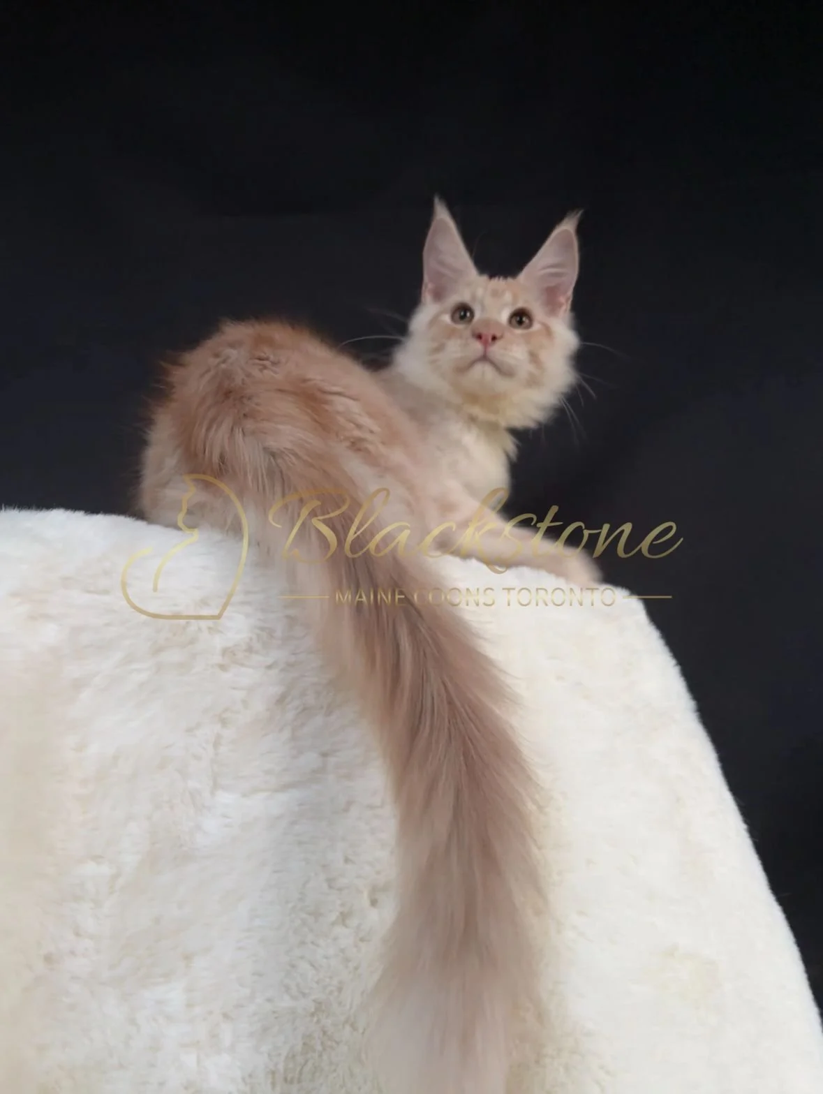 eZy Watermark_22-10-2025_09-02-56-6780PM.JPG