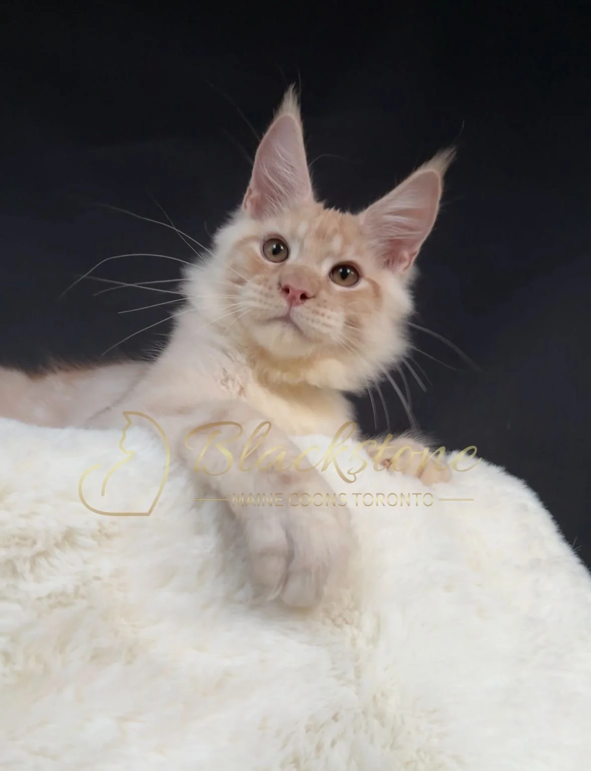 eZy Watermark_22-10-2025_09-02-56-8310PM.JPG