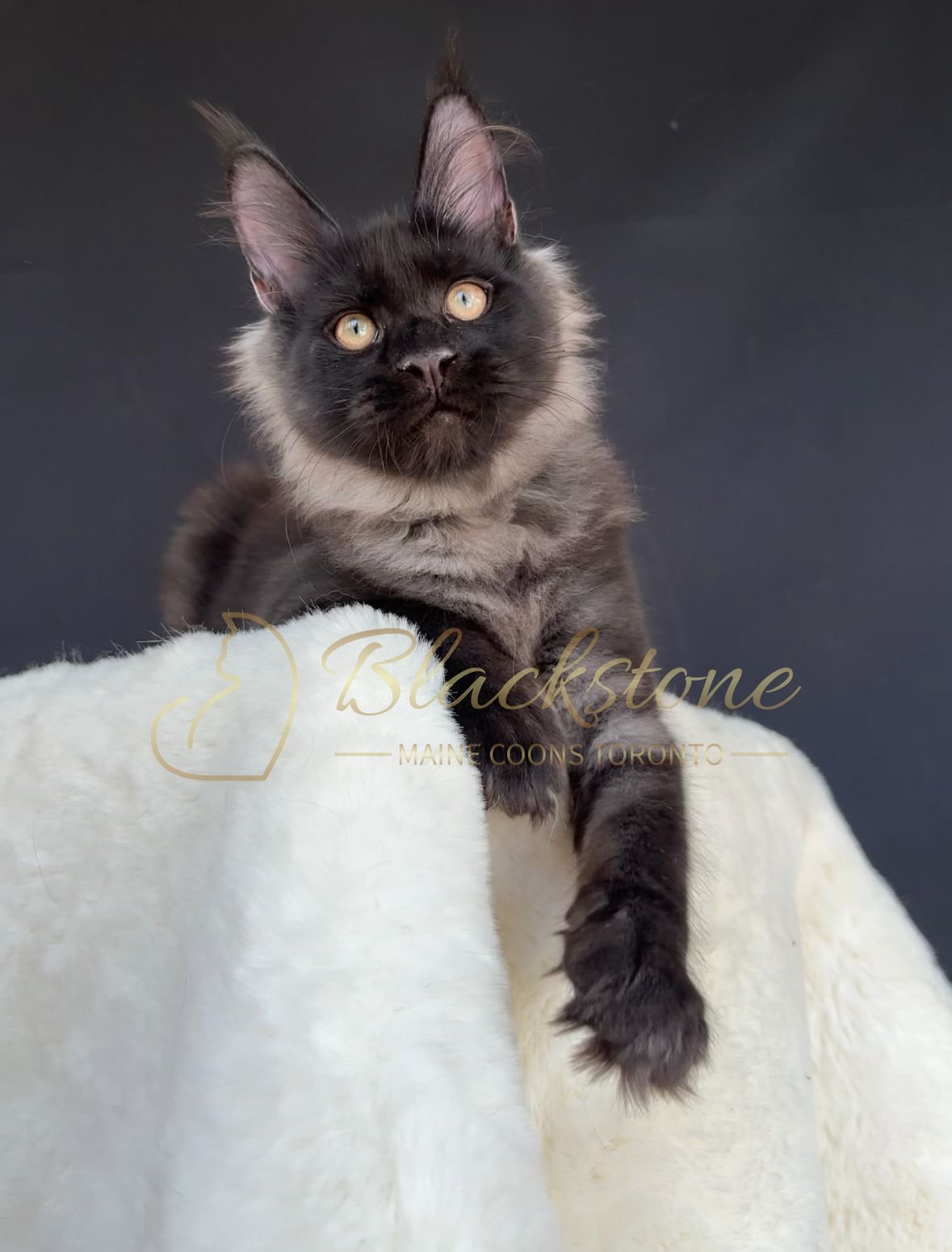 eZy Watermark_04-11-2025_03-52-46-7020PM.JPG