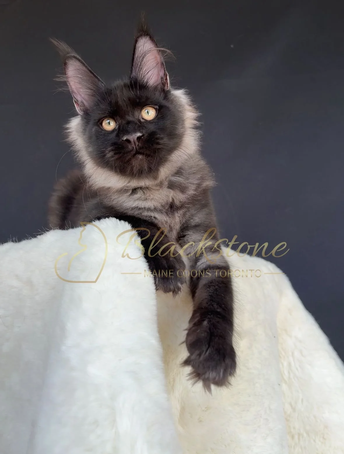 eZy Watermark_04-11-2025_03-52-46-8140PM.JPG