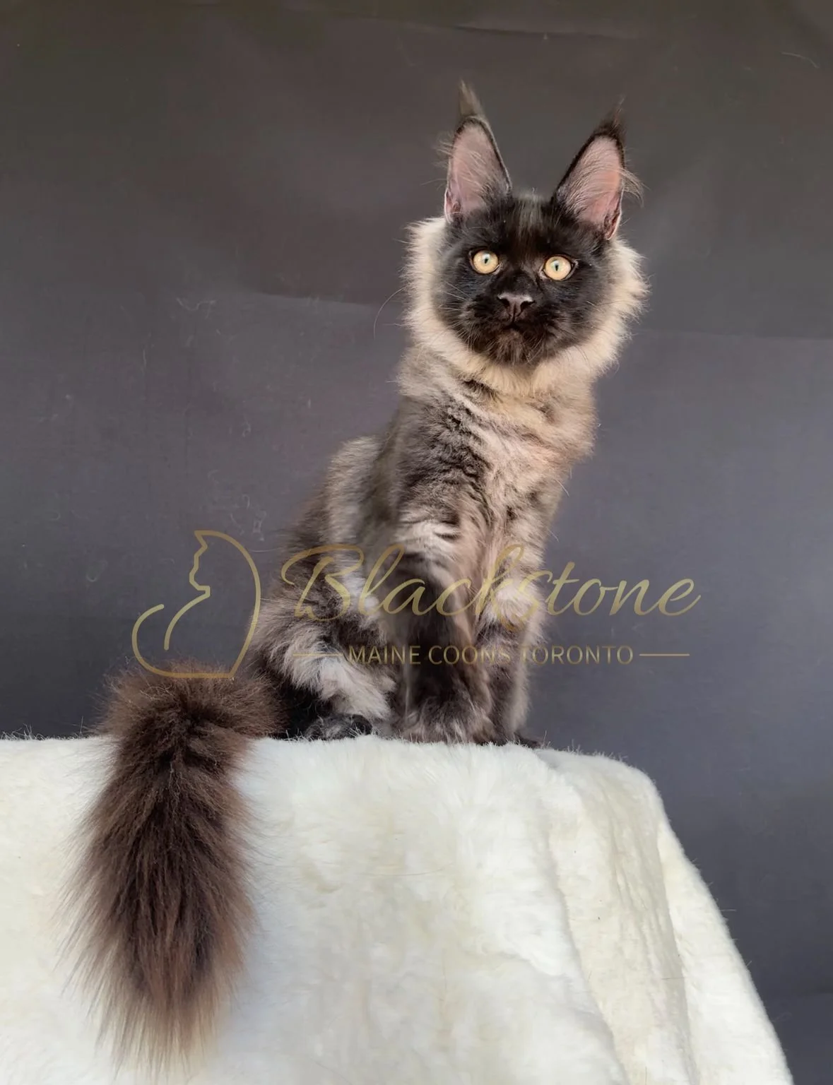 eZy Watermark_04-11-2025_03-52-46-9000PM.JPG