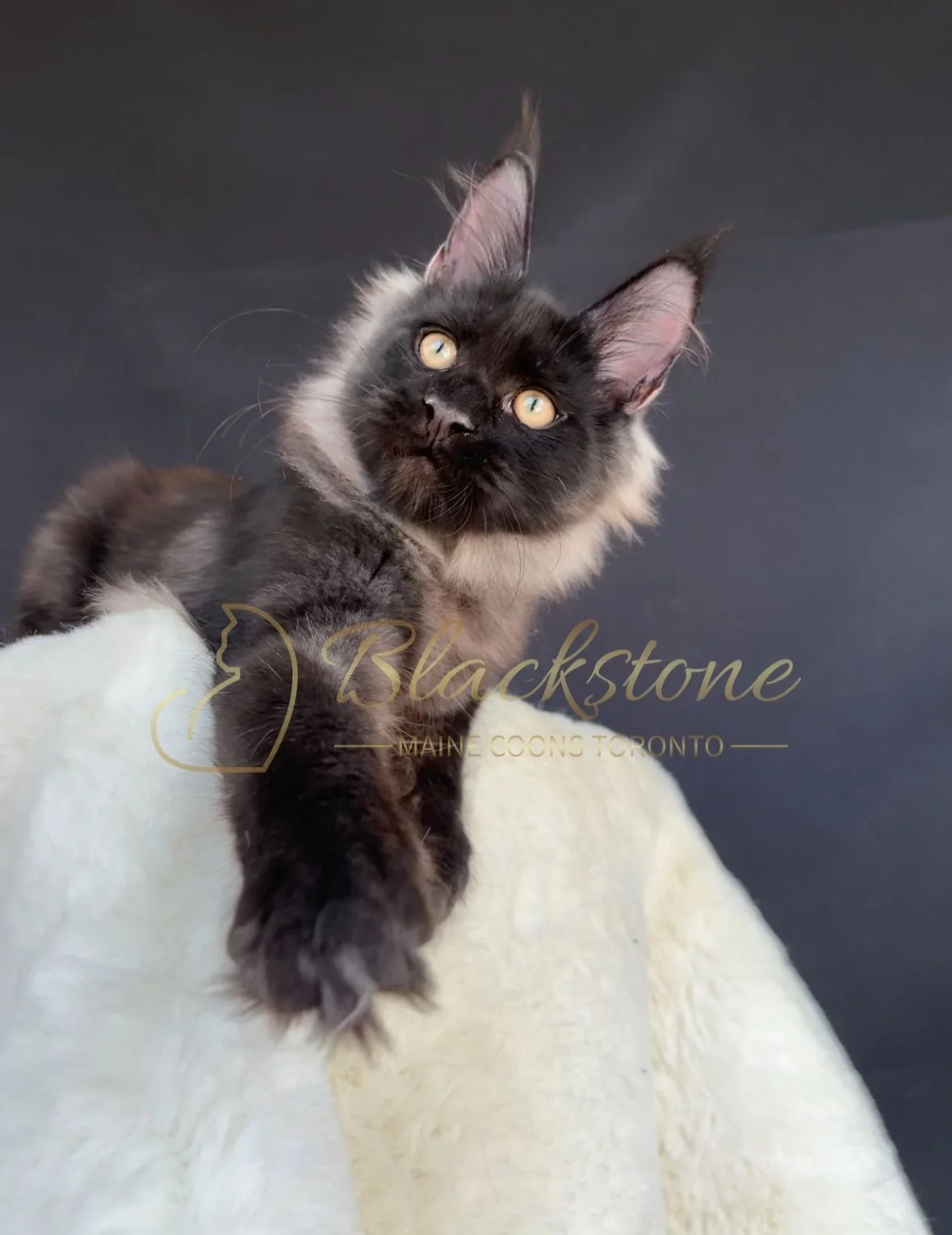 eZy Watermark_04-11-2025_03-52-47-6540PM.JPG