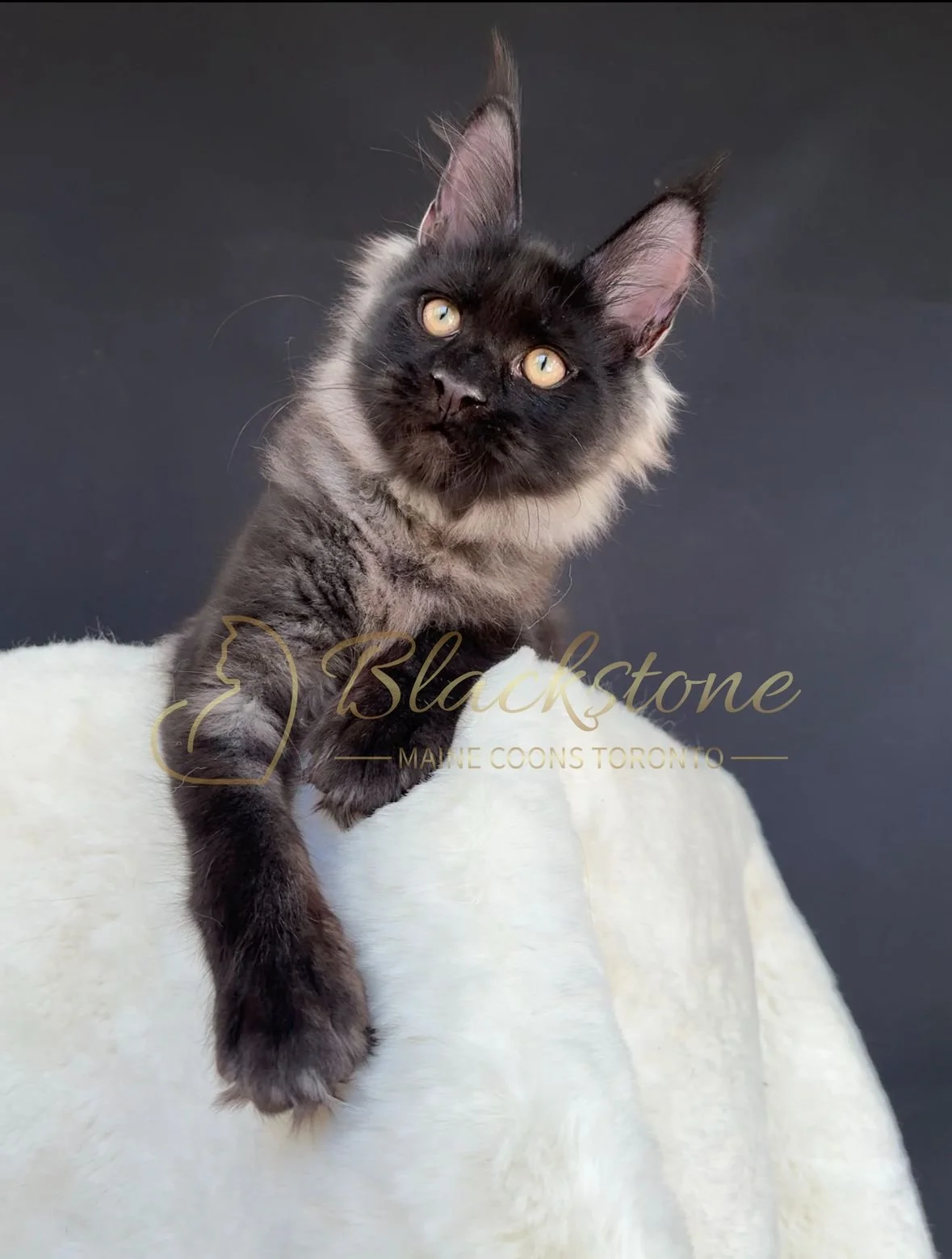 eZy Watermark_04-11-2025_03-52-47-7320PM.JPG