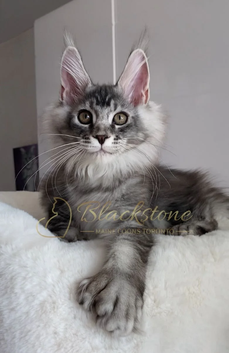 eZy Watermark_04-11-2025_09-25-17-1740PM.JPG