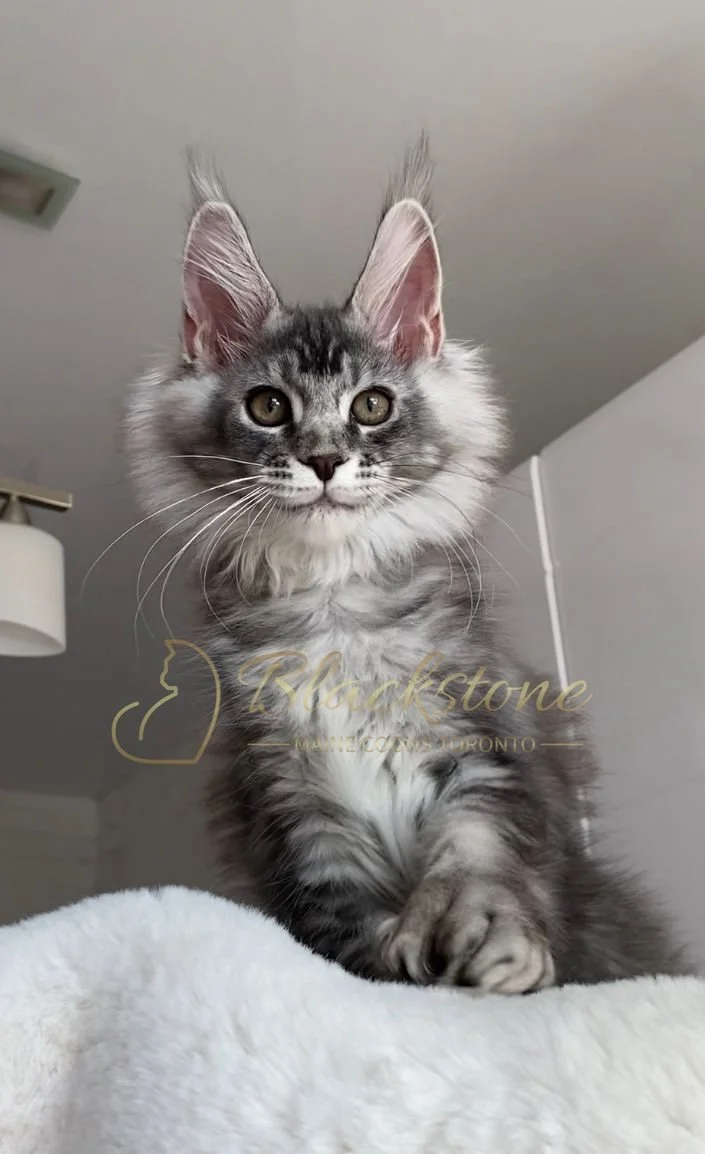 eZy Watermark_04-11-2025_09-25-17-2470PM.JPG