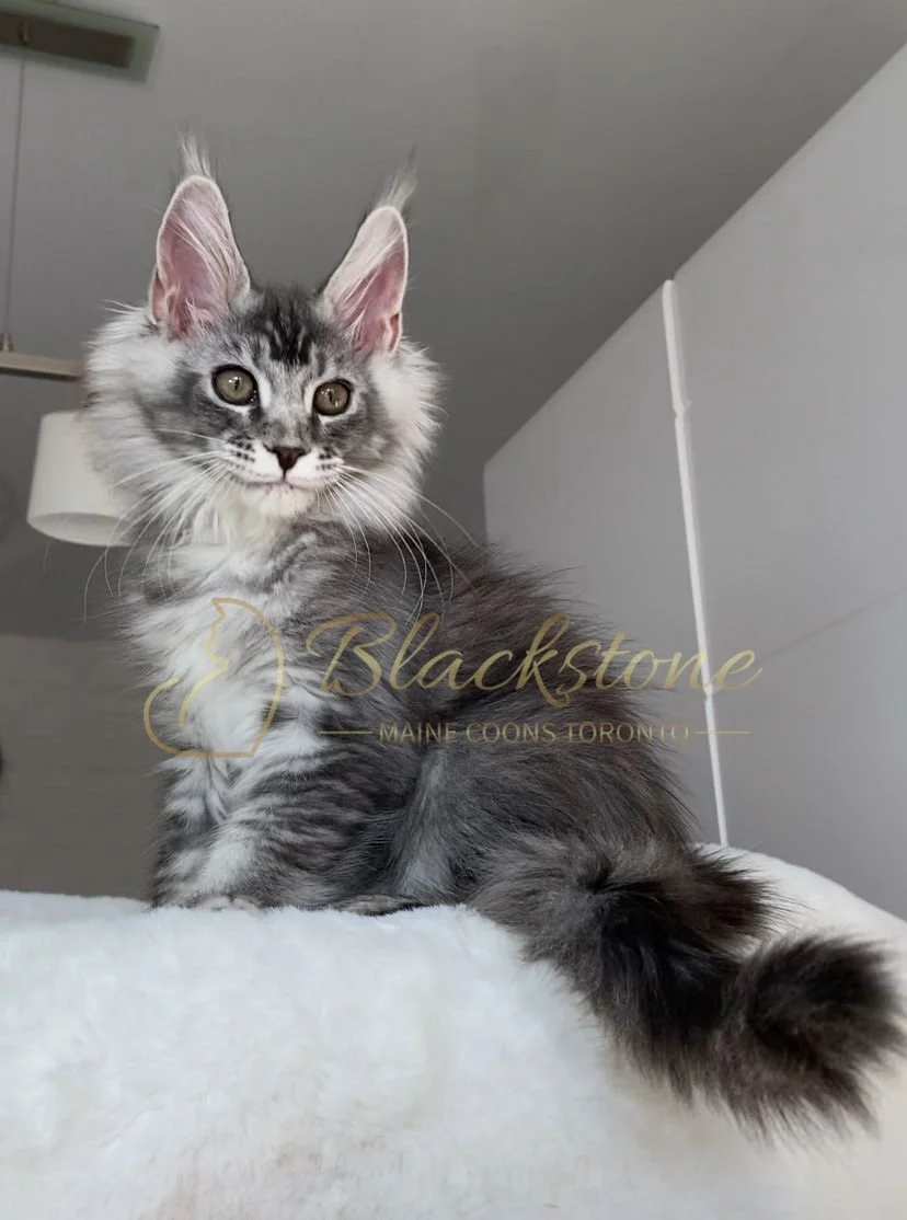 eZy Watermark_04-11-2025_09-25-17-3190PM.JPG