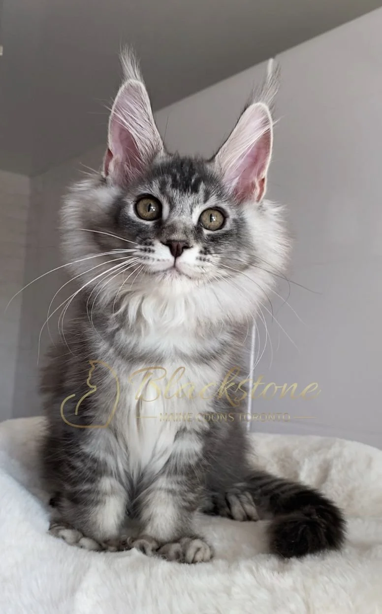 eZy Watermark_04-11-2025_09-25-17-4050PM.JPG