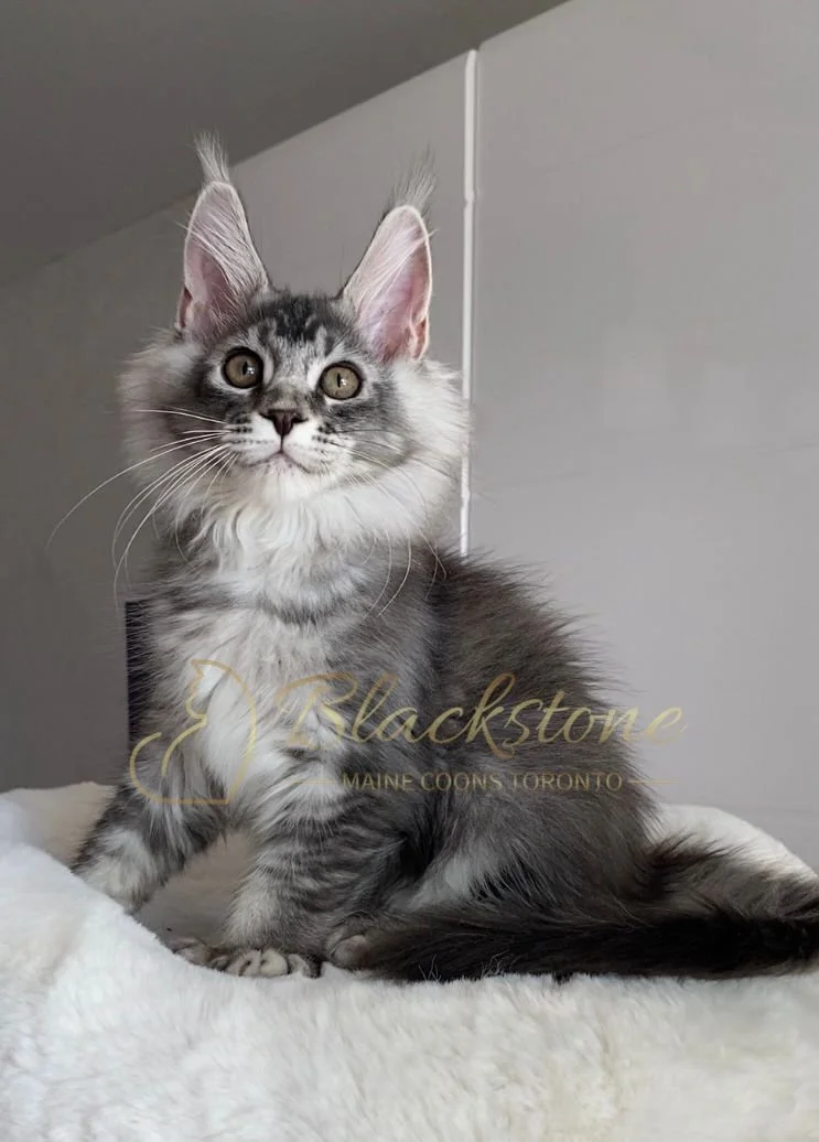 eZy Watermark_04-11-2025_09-25-17-4830PM.JPG