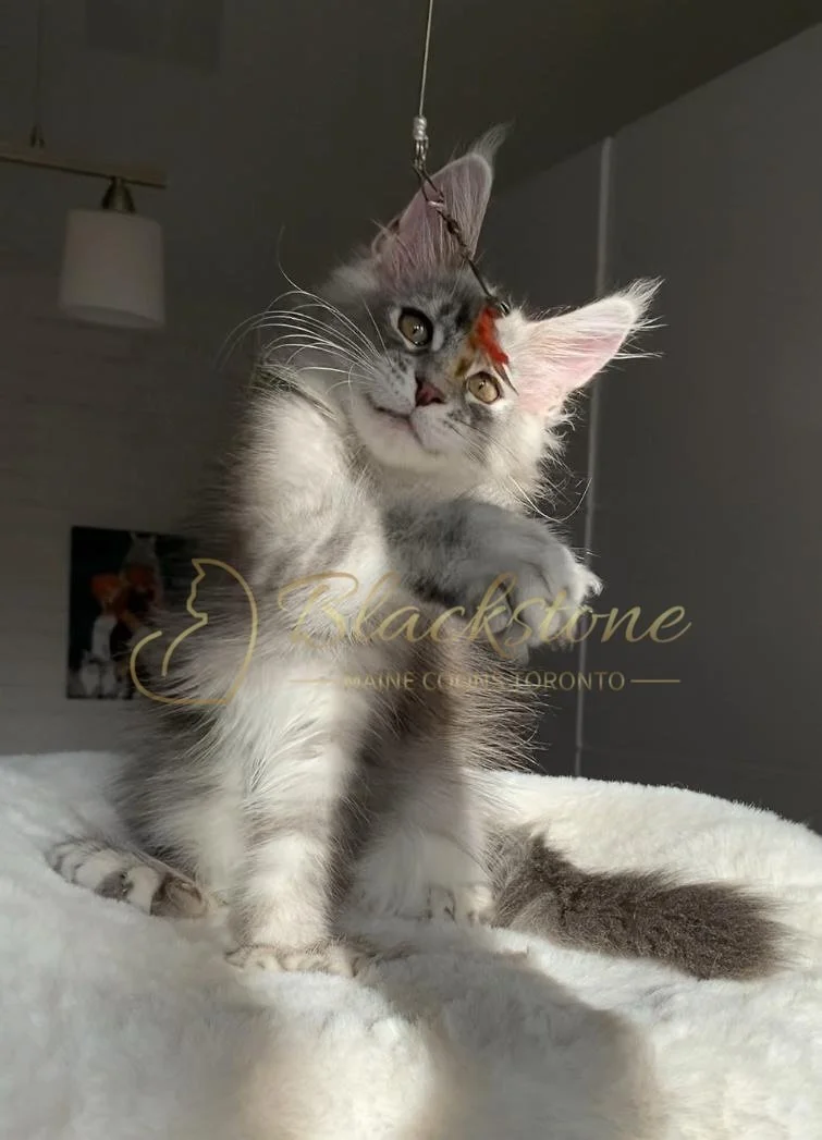 eZy Watermark_27-10-2025_06-44-05-1300PM.JPG