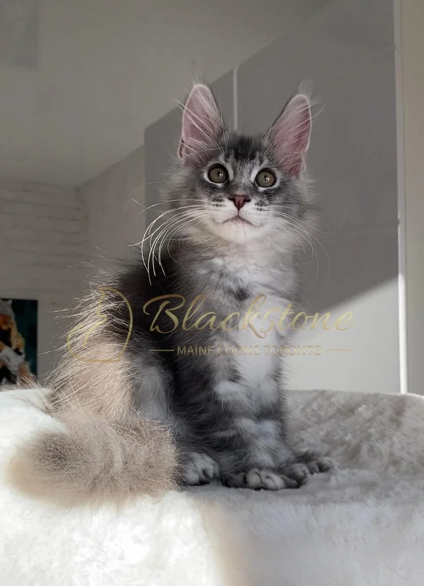 eZy Watermark_27-10-2025_06-44-05-0600PM.JPG