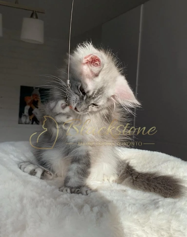 eZy Watermark_27-10-2025_06-44-05-1980PM.JPG