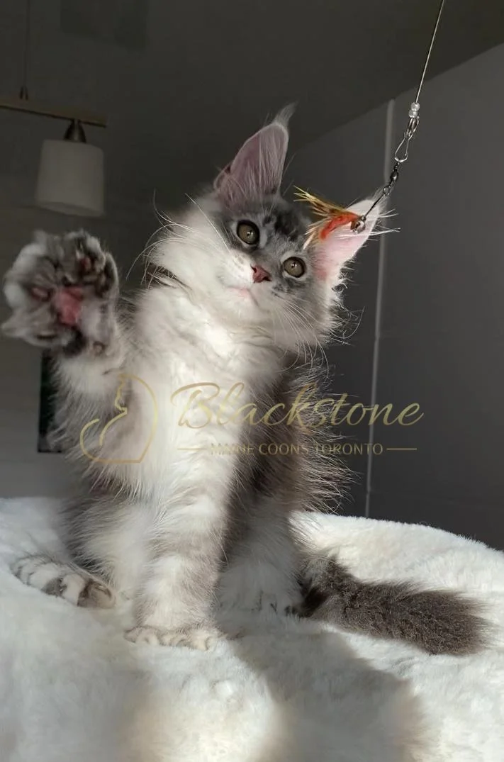 eZy Watermark_27-10-2025_06-44-05-2640PM.JPG