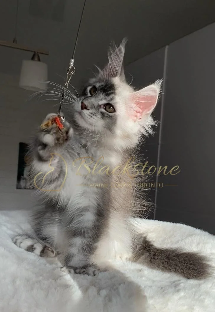 eZy Watermark_27-10-2025_06-44-05-3310PM.JPG