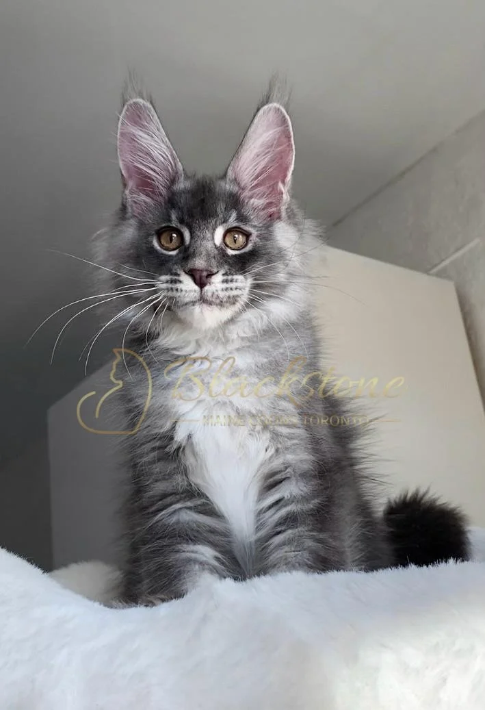 eZy Watermark_02-11-2025_07-22-29-3220PM.JPG