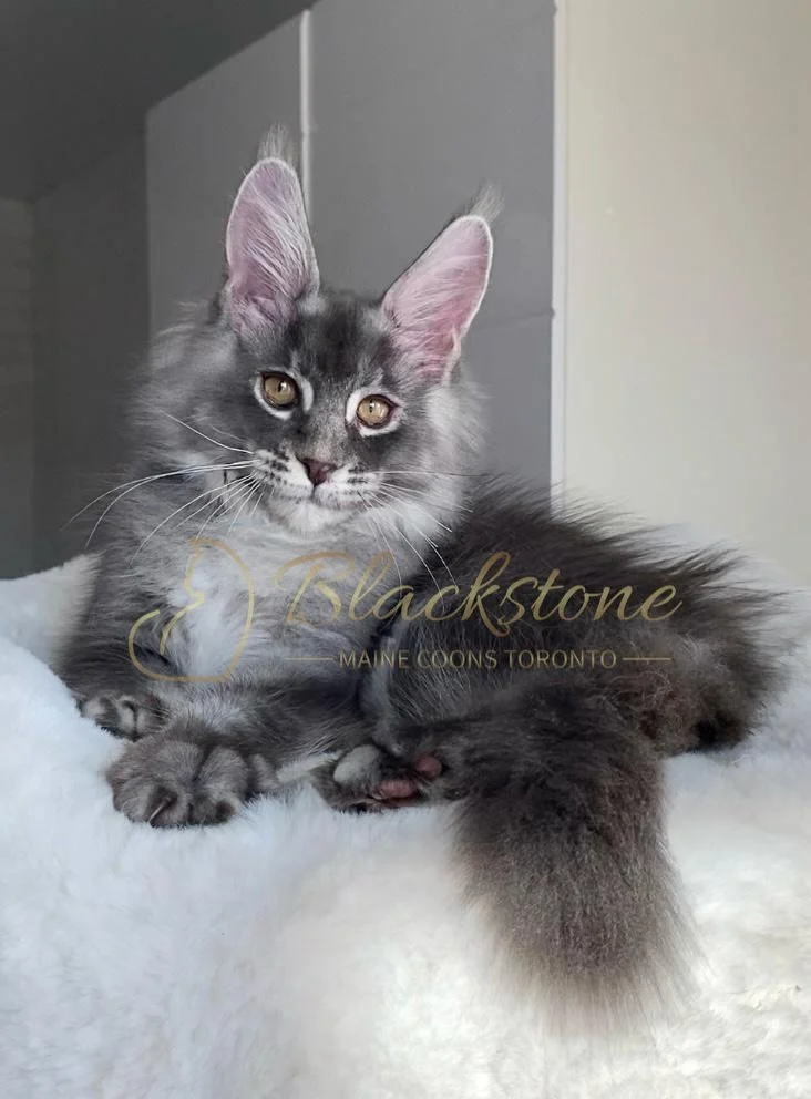 eZy Watermark_02-11-2025_07-22-29-5380PM.JPG