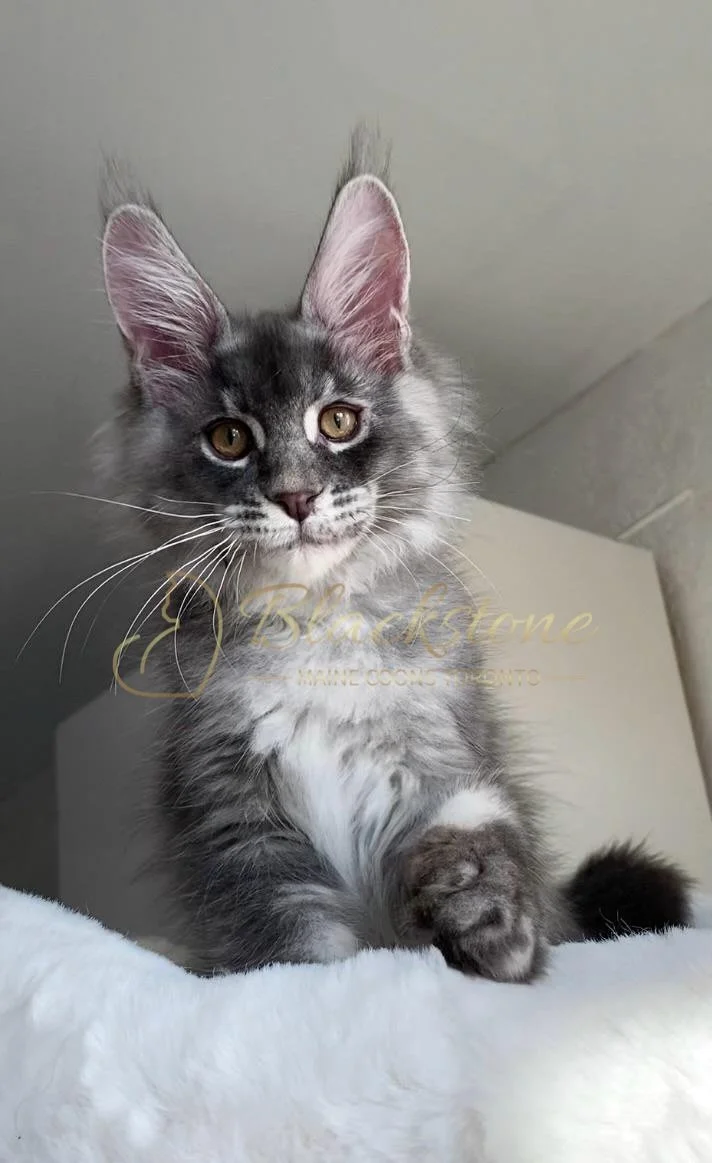 eZy Watermark_02-11-2025_07-22-29-6350PM.JPG