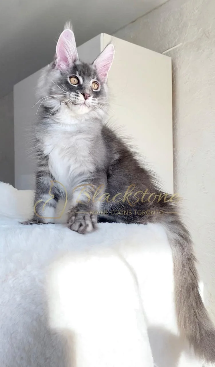 eZy Watermark_02-11-2025_07-22-29-7830PM.JPG