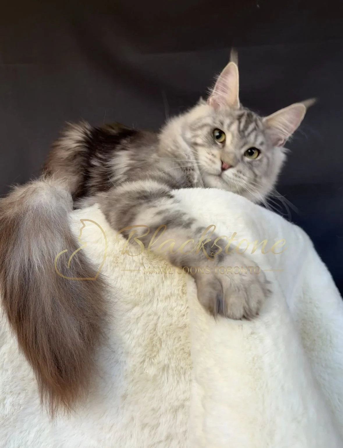 eZy Watermark_04-11-2025_03-52-48-5380PM.JPG