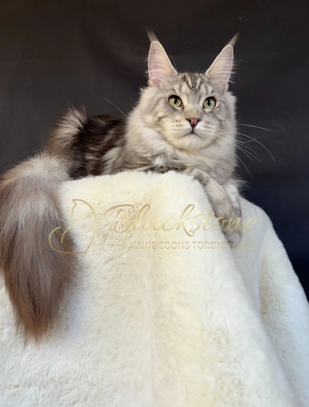 eZy Watermark_04-11-2025_03-52-48-7020PM.JPG