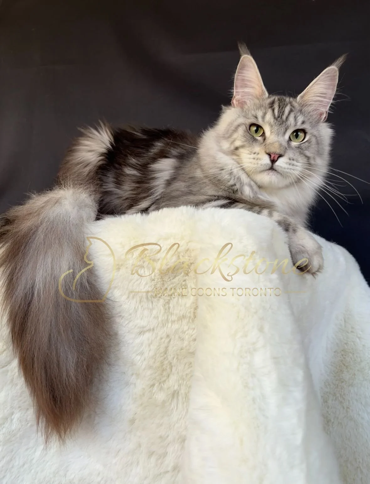 eZy Watermark_04-11-2025_03-52-48-7890PM.JPG