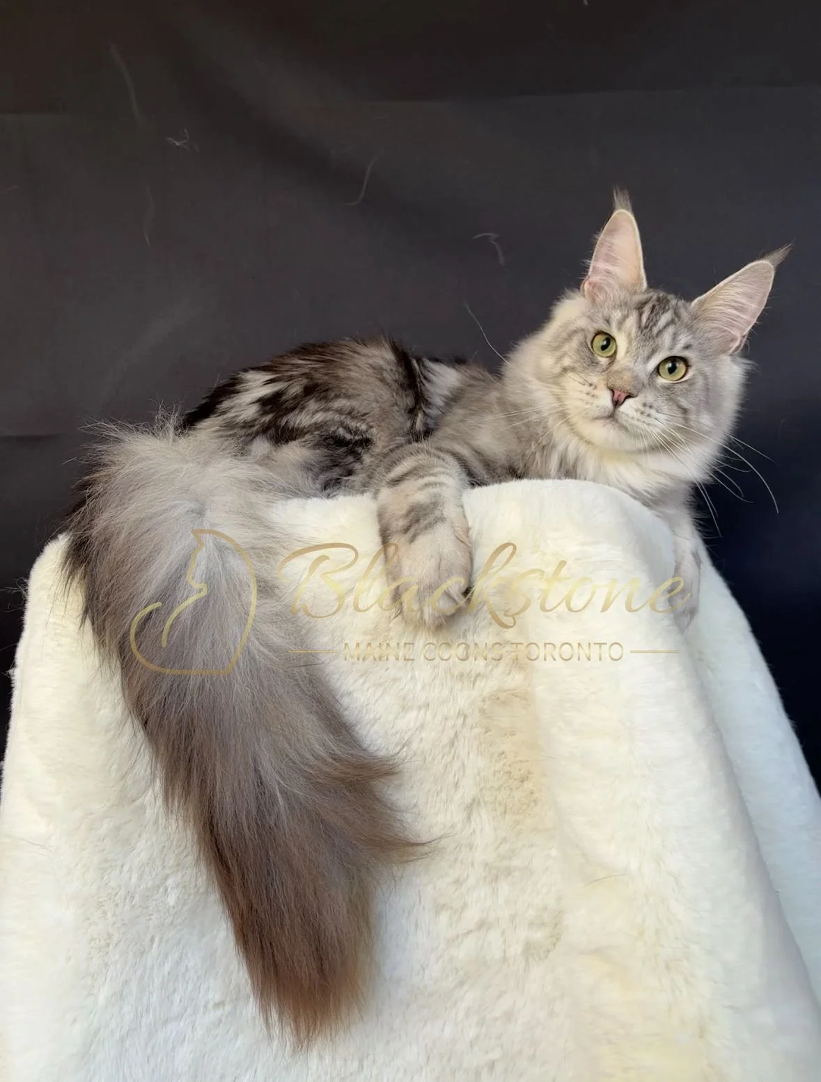 eZy Watermark_04-11-2025_03-52-48-8700PM.JPG