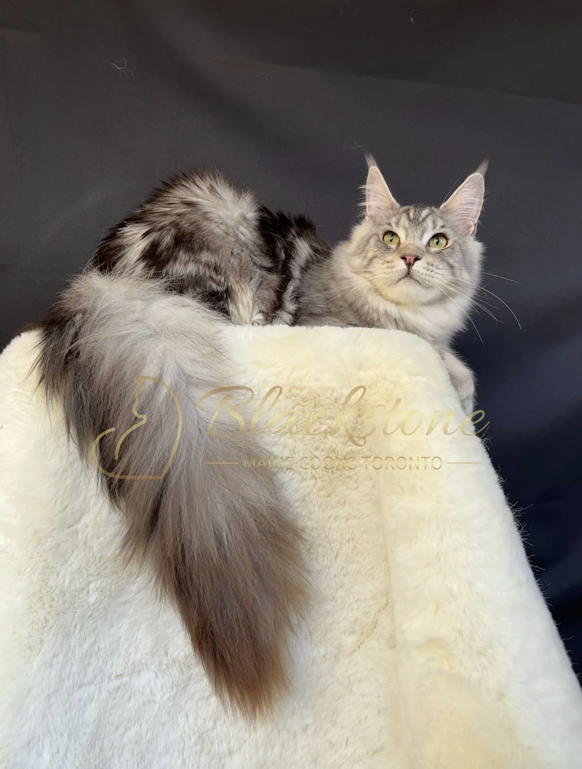 eZy Watermark_04-11-2025_03-52-48-9520PM.JPG