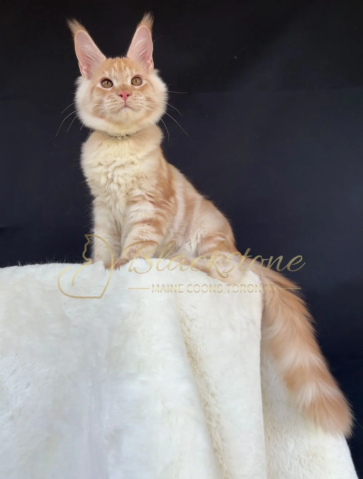 eZy Watermark_04-11-2025_03-52-47-4920PM.JPG